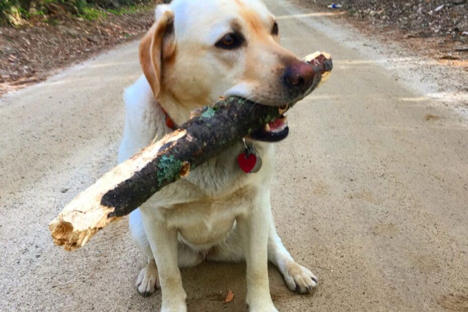 Yellow Lab with Stick