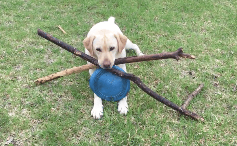 Yellow Lab with sticks and ball
