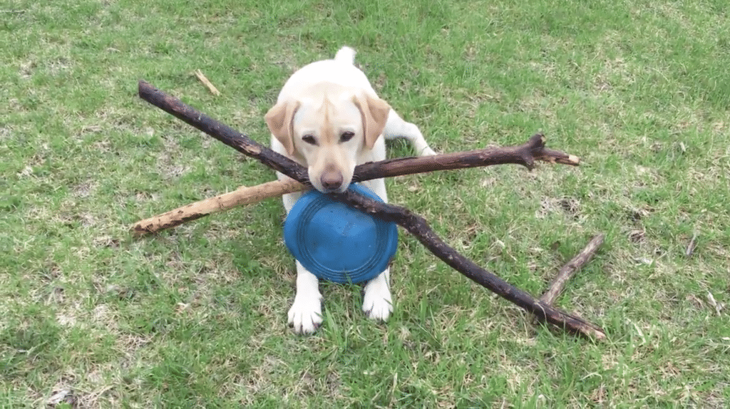 Yellow Lab with sticks and ball